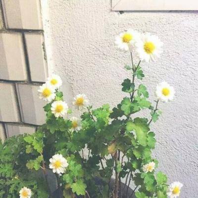 宝宝巴士环保小卫士破解版下载